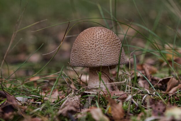 Selektiver Fokusschuss eines kleinen Pilzes, der im Boden wächst