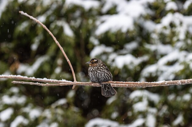 Selektiver Fokusschuss eines kleinen Vogels auf einem dünnen Ast, der an einem verschneiten Tag gefangen genommen wird