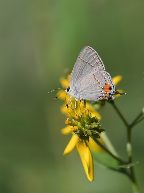 Selektiver Fokusschuss eines kurzschwänzigen Blaus auf einer Blume