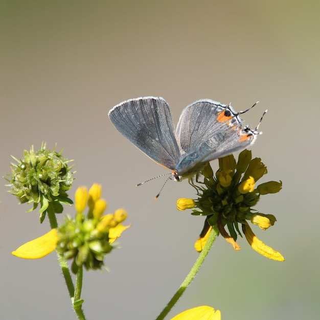 Selektiver Fokusschuss eines kurzschwänzigen Blaus auf einer Blume