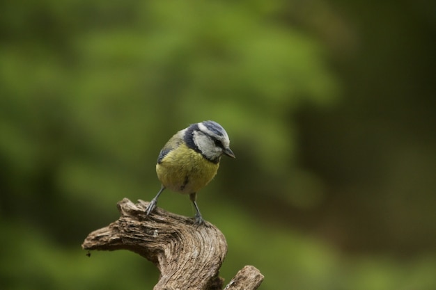 Selektiver Fokusschuss eines lustigen Blaumeisenvogels