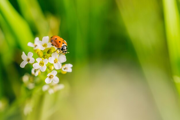 Selektiver Fokusschuss eines Marienkäfers auf einer Blume in einem Feld, das an einem sonnigen Tag gefangen genommen wird