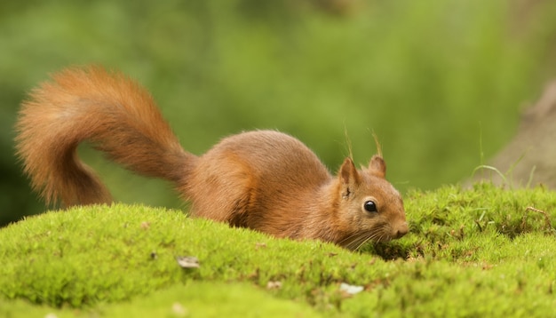 Selektiver Fokusschuss eines niedlichen braunen Fuchs-Eichhörnchens