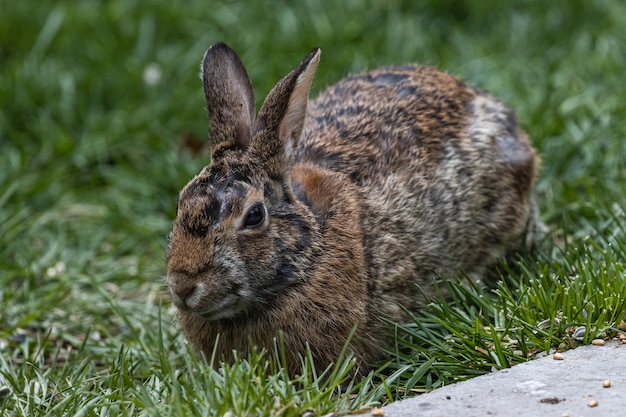 Selektiver Fokusschuss eines niedlichen braunen Kaninchens, das auf dem grasbedeckten Feld sitzt