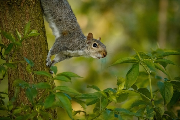 Selektiver Fokusschuss eines niedlichen Eichhörnchens auf einem Baumstamm mitten in einem Wald