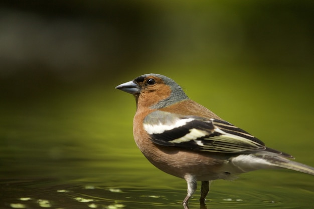 Kostenloses Foto selektiver fokusschuss eines niedlichen finkenvogels