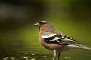 Kostenloses Foto selektiver fokusschuss eines niedlichen finkenvogels