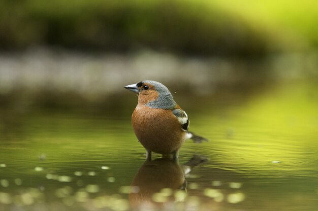 Selektiver Fokusschuss eines niedlichen Finkenvogels