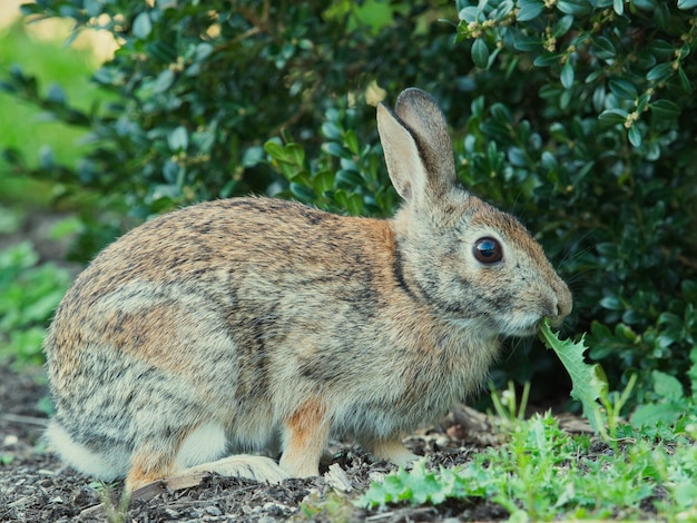 Selektiver Fokusschuss eines niedlichen Kaninchens im Park
