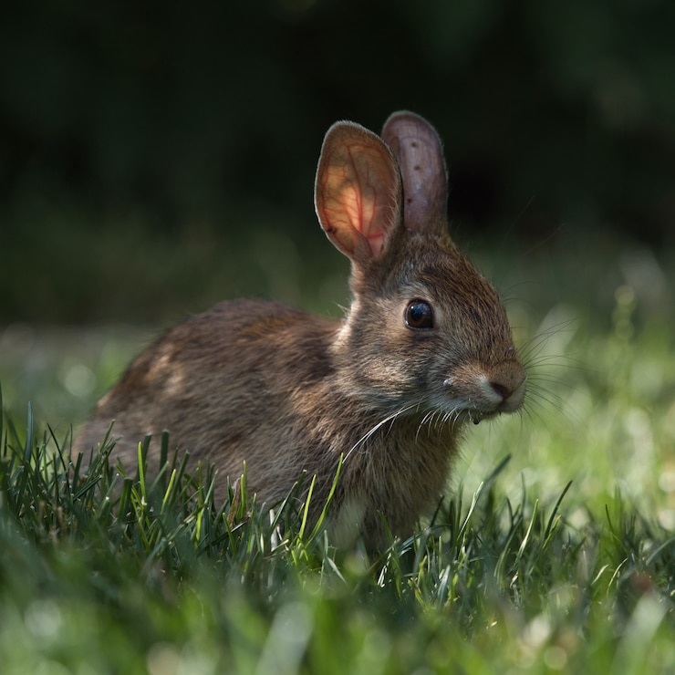 Kostenlose Foto selektiver fokusschuss eines niedlichen kaninchens im park