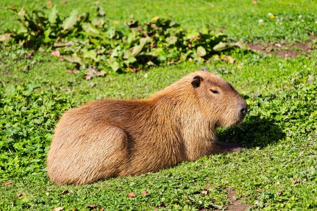 Selektiver Fokusschuss eines niedlichen Murmeltiers Punxsutawney Phil, das auf grünem Gras sitzt