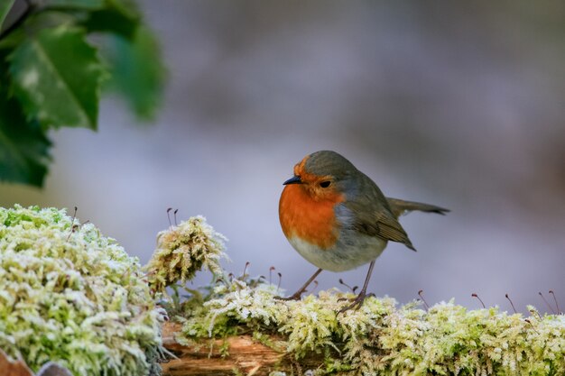 Selektiver Fokusschuss eines niedlichen Rotkehlchenvogels, der auf dem moosigen Zweig sitzt