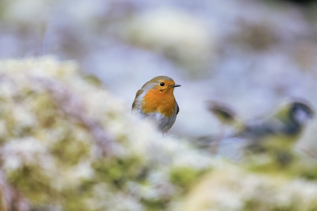 Selektiver Fokusschuss eines niedlichen Rotkehlchenvogels, der auf dem moosigen Zweig sitzt