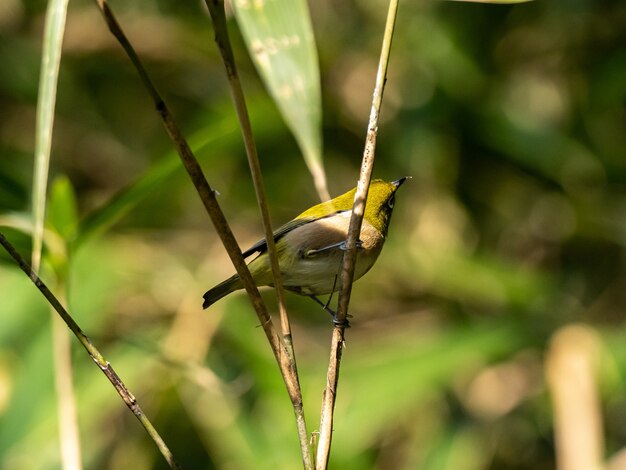 Selektiver Fokusschuss eines niedlichen Warbling weißen Auges, das auf dem Zweig im Izumi-Wald in Yamato ruht