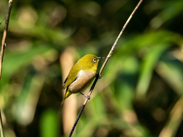 Selektiver Fokusschuss eines niedlichen Warbling weißen Auges, das auf dem Zweig im Izumi-Wald in Yamato ruht