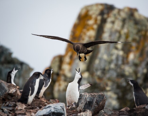 Selektiver Fokusschuss eines Pinguins, der ihre Babys in der Antarktis füttert