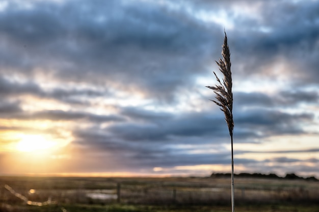 Kostenloses Foto selektiver fokusschuss eines schilfgrases mit einer landschaft des sonnenuntergangs