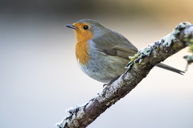 Selektiver Fokusschuss eines schönen europäischen Robin, der auf einem Ast sitzt
