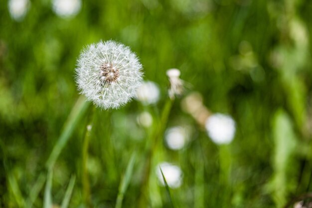 Selektiver Fokusschuss eines schönen Löwenzahns unter den grünen Pflanzen in einem Garten