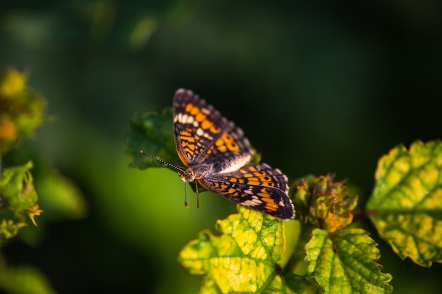 Selektiver Fokusschuss eines schönen orangefarbenen Schmetterlings auf einem Blatt
