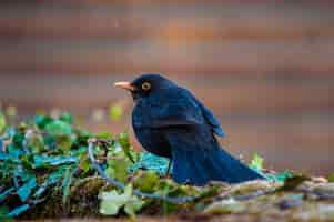 Kostenloses Foto selektiver fokusschuss eines schwarzen vogels