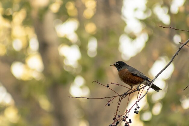 Selektiver Fokusschuss eines Vogels auf einem Ast mit unscharfem Hintergrund