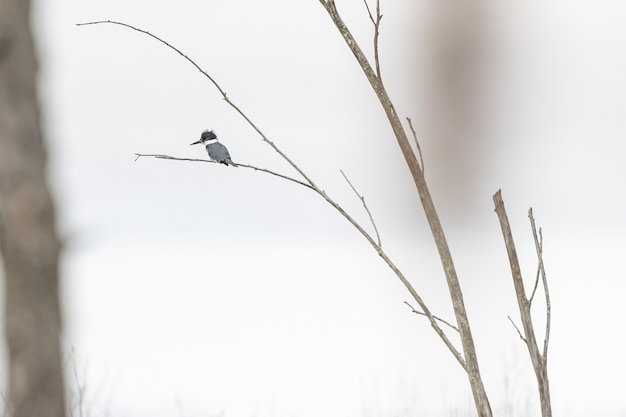 Selektiver Fokusschuss eines Vogels, der auf dem Zweig steht