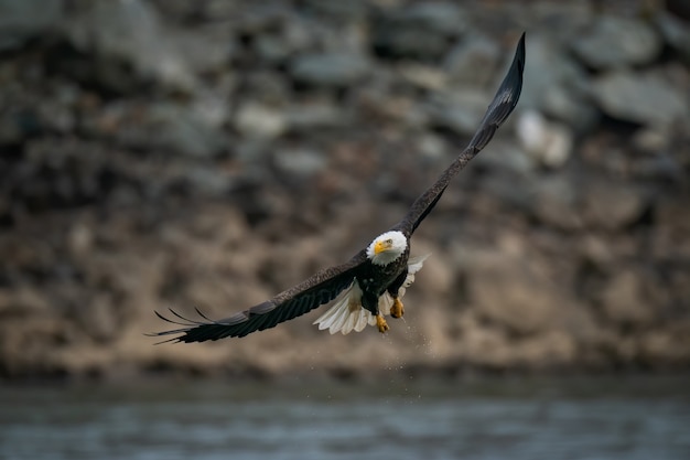 Selektiver Fokusschuss eines Weißkopfseeadlers, der über dem Susquehanna River in Maryland fliegt