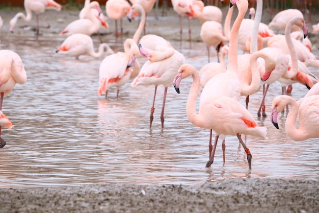 Selektiver Fokusschuss von Flamingos, die im Wasser stehen