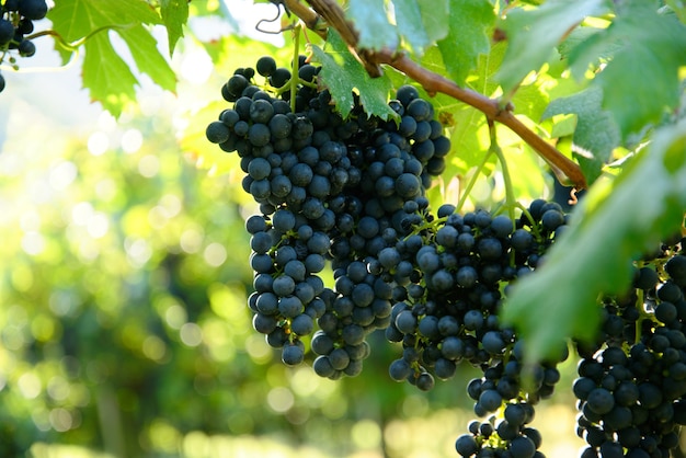 Selektiver Fokusschuss von frischen reifen saftigen Trauben, die auf Zweigen in einem Weinberg wachsen