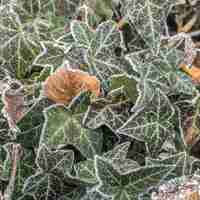 Kostenloses Foto selektiver fokusschuss von grünen blättern, die mit frost bedeckt sind