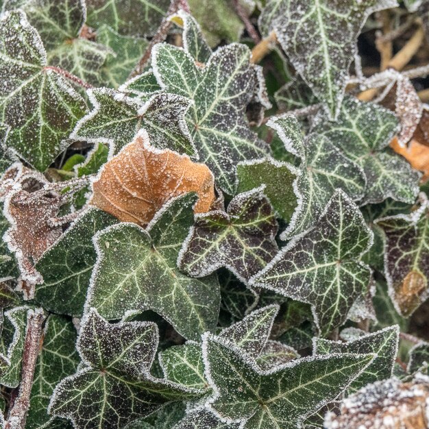 Selektiver Fokusschuss von grünen Blättern, die mit Frost bedeckt sind