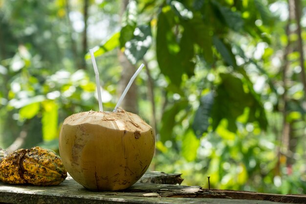 Selektiver Fokusschuss von Kokosnusswasser