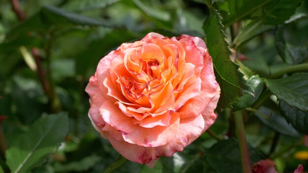 Selektiver Fokusschuss von Pfirsichrose im Garten