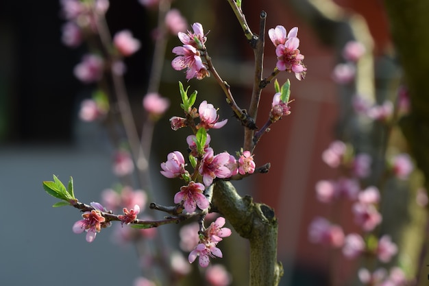 Selektiver Fokusschuss von rosa Blütenzweigen im Frühjahr