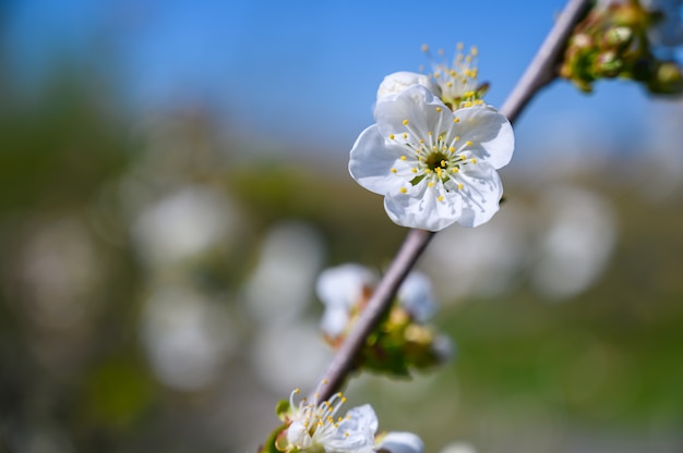 Selektiver Fokusschuss von schönen weißen Blüten auf einem Zweig in der Mitte eines Gartens