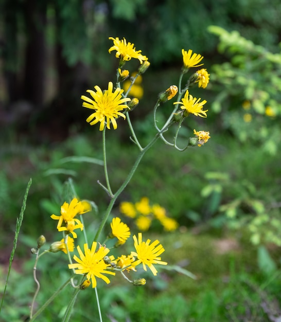 Selektiver Fokusschuss von stinkenden Willie-Blumen, die auf dem Feld wachsen