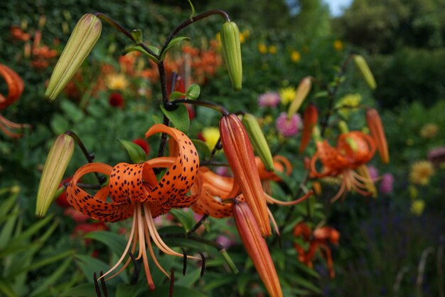 Selektiver Fokusschuss von Tigerlilien im Garten