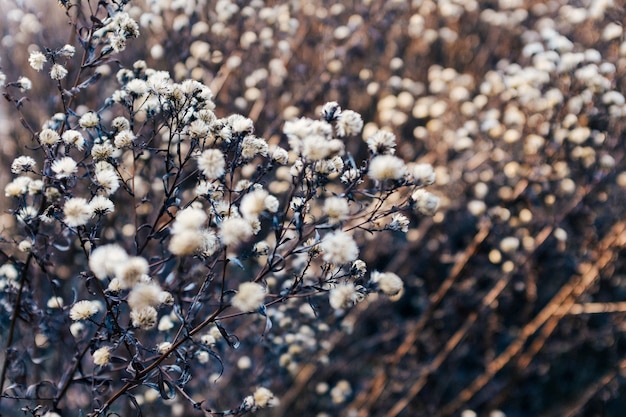 Selektiver Fokusschuss von trockenen weißen Blumen auf einem Zweig mit einem verschwommenen Hintergrund