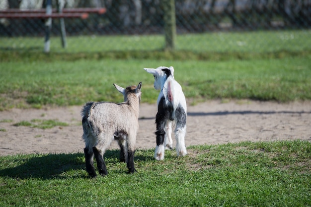 Selektiver Fokusschuss von Whippet-Hunden, die an einem schönen Tag mitten in einem Park gehen