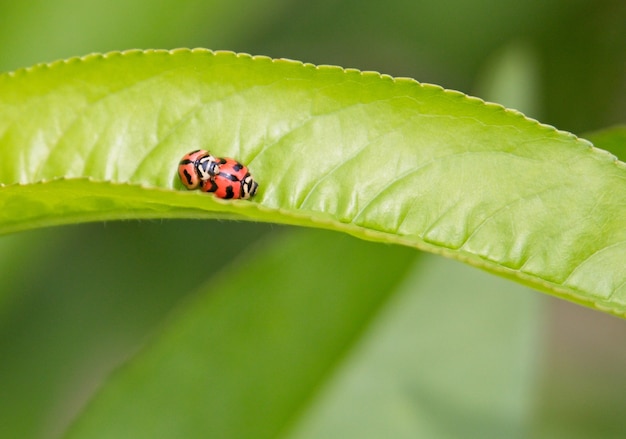 Selektiver Fokusschuss von zwei Marienkäfern, die sich auf einem schönen grünen Blatt paaren