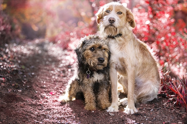 Kostenloses Foto selektiver fokusschuss von zwei niedlichen freundlichen hunden, die nebeneinander auf natur sitzen