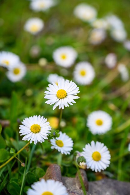 Selektiver Nahaufnahmefoto der Nahaufnahme der erstaunlichen Kamille unter Sonnenlicht