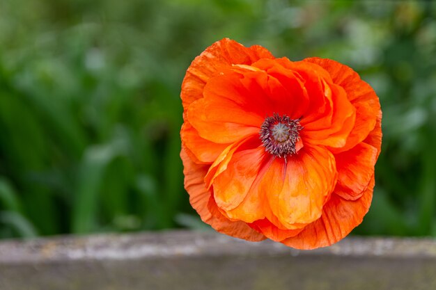 Selektiver Nahaufnahmefoto der Nahaufnahme einer blühenden orange Blume im Grün