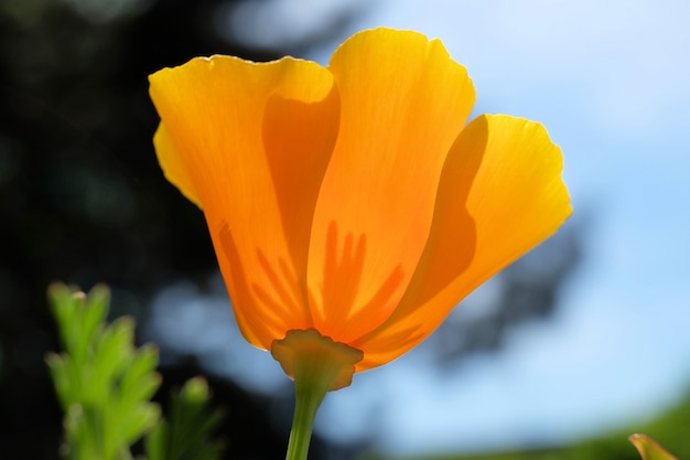 Selektiver Nahaufnahmefoto der Nahaufnahme einer blühenden orange Blume mit einem grünen und blauen Hintergrund