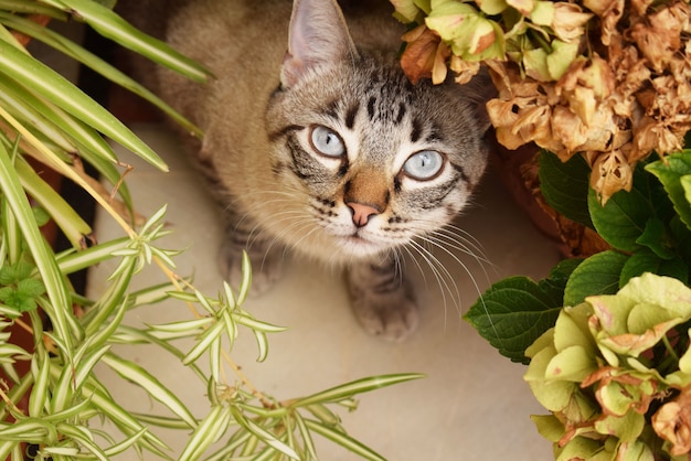 Selektiver Nahaufnahmeschuss einer niedlichen grauen Katze mit blauen Augen, die sich hinter den Pflanzen verstecken