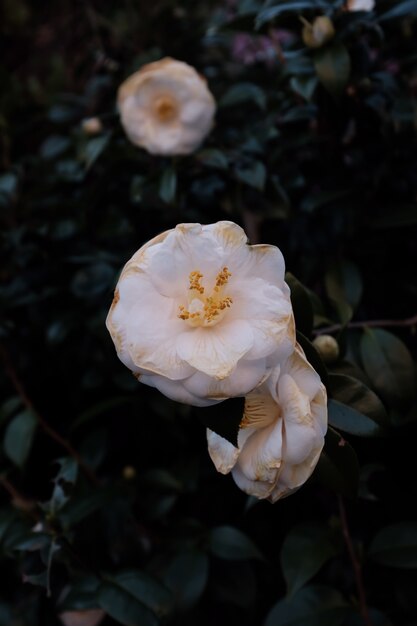 Selektiver Nahaufnahmeschuss einer weißen Blume mit grünen Blättern