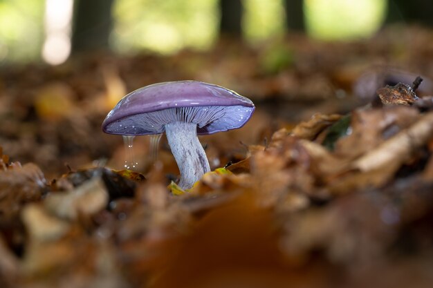 Selektiver Nahfokus eines wilden Pilzes, der in einem Wald wächst, der von Blättern umgeben ist