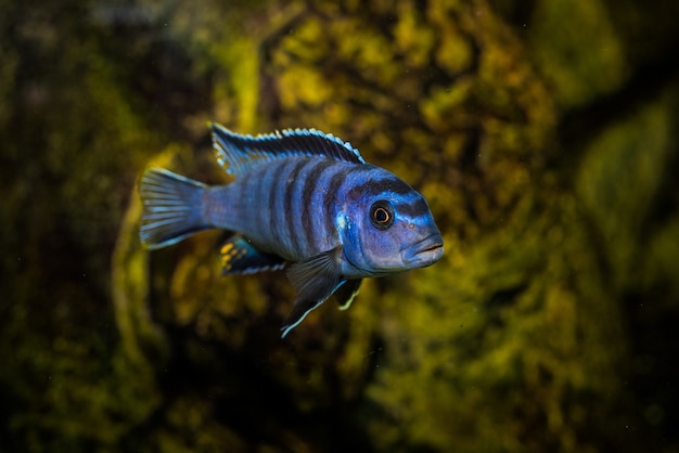 Kostenloses Foto selektiver schuss des aquariumblau mit schwarzen mustern cichlidae fisch