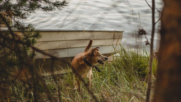 Selektiver Schuss eines braunen Hundes mit schwarzem Halsband, der auf Gras nahe einem Boot am Seeufer steht